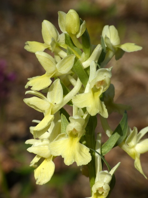 Dactylorhiza romana in una splendida variabilit - provincia di Caserta marzo 2019